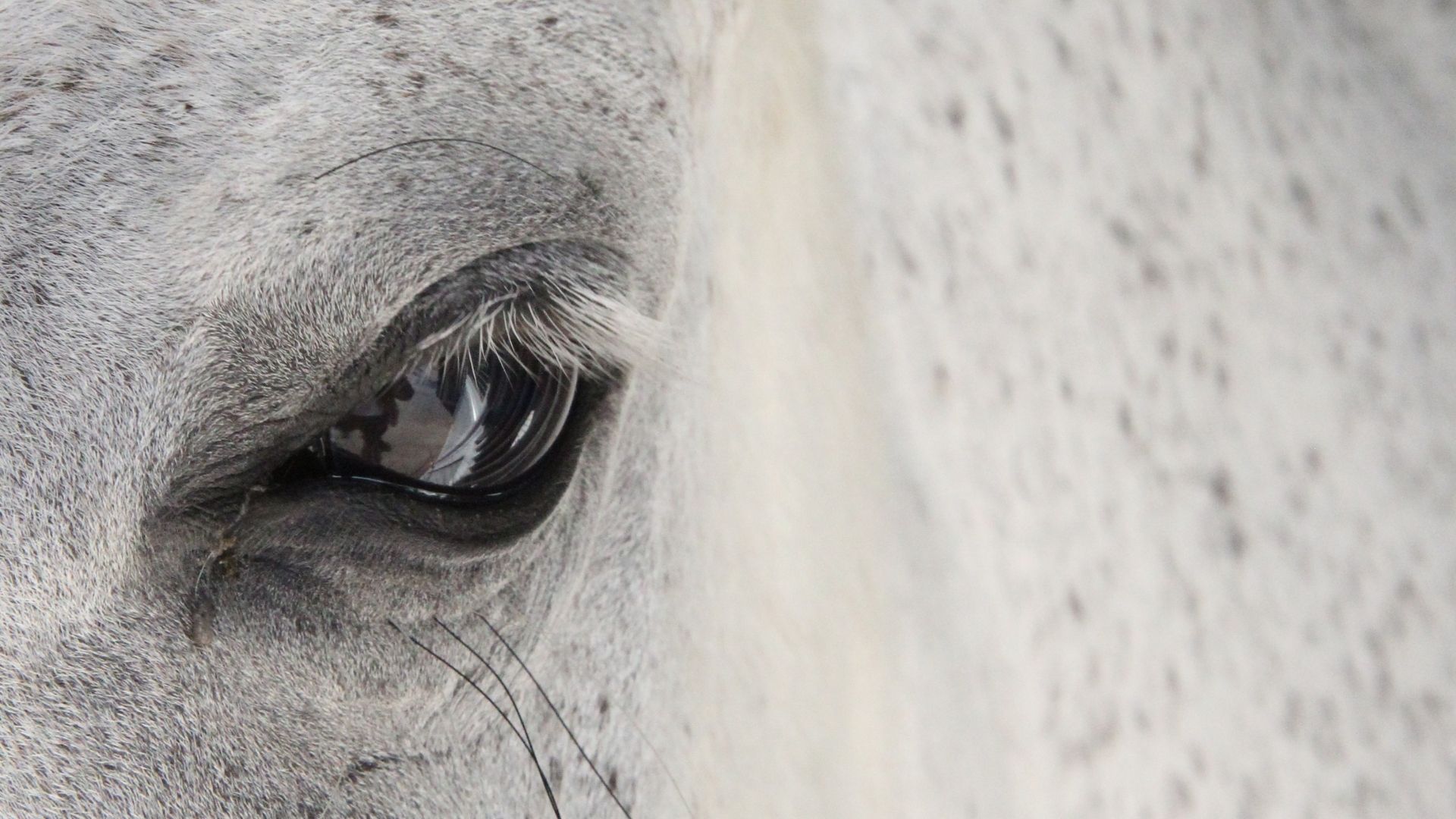 What is a speckled horse called? | - Jersey Express