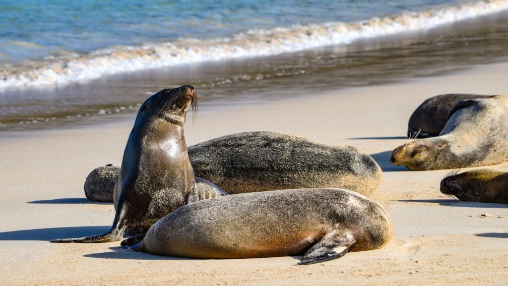 the galápagos islands are cooled by the _____