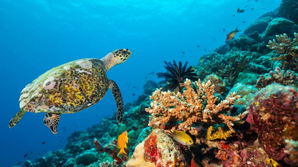 aquatic organisms have only a predatory relationship with coral reefs.