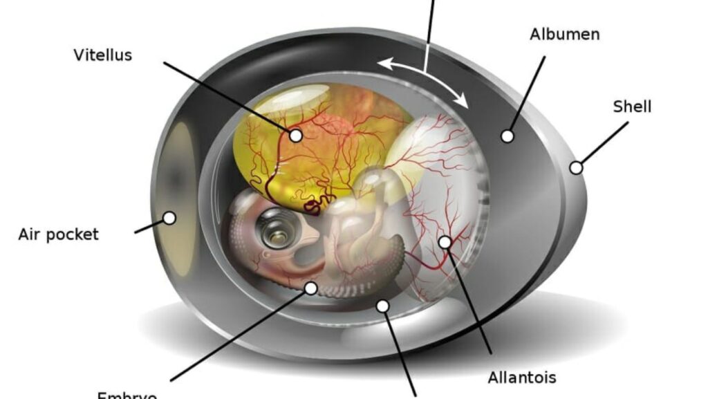 selaput pembungkus embrio salah satunya adalah amnion yang mempunyai fungsi