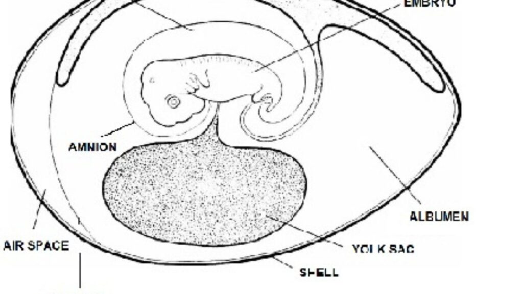 selaput pembungkus embrio salah satunya adalah amnion yang mempunyai fungsi